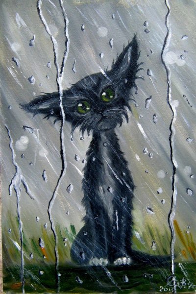 Кот под дождем