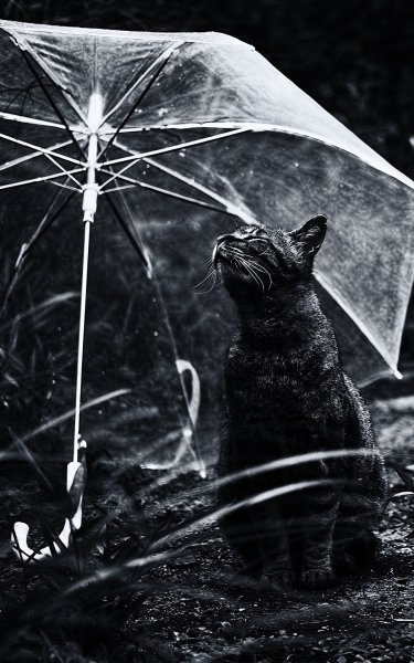 Кот под зонтом
