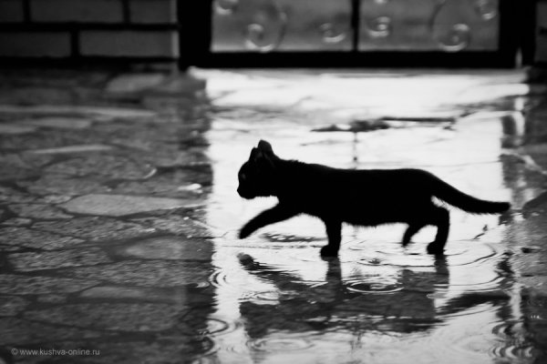 Котенок под дождем