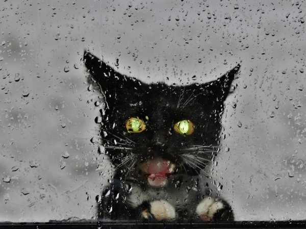 Котенок под дождем