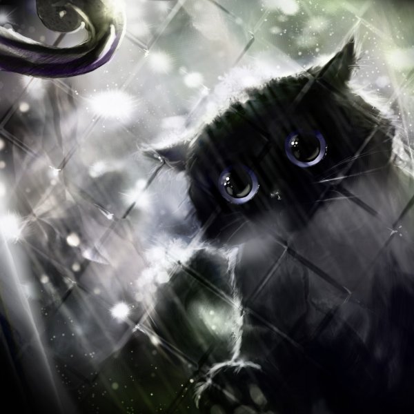 Черный кот под дождем