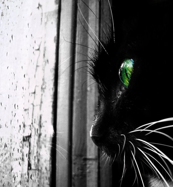 Одинокий кот