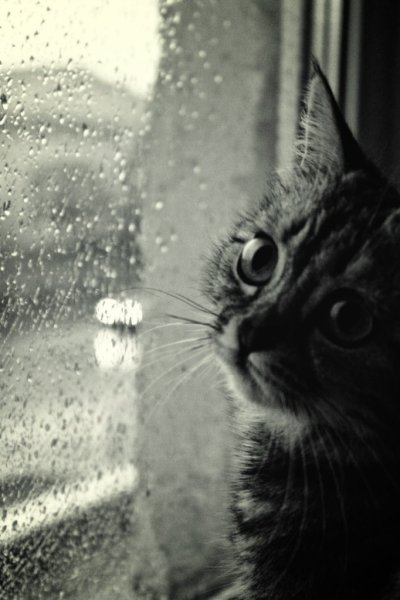 Кот окно дождь
