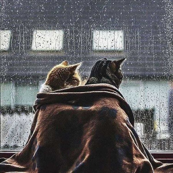 Кот под дождем