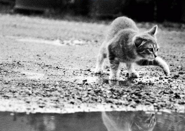 Кот гуляет под дождем