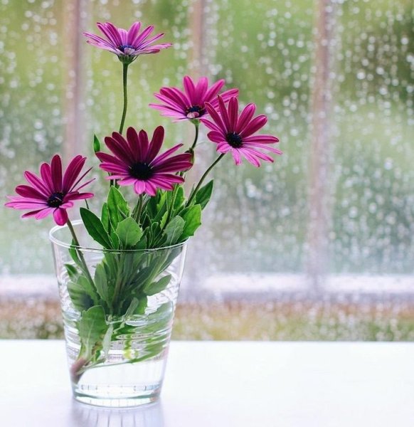 Доброе дождливое утро