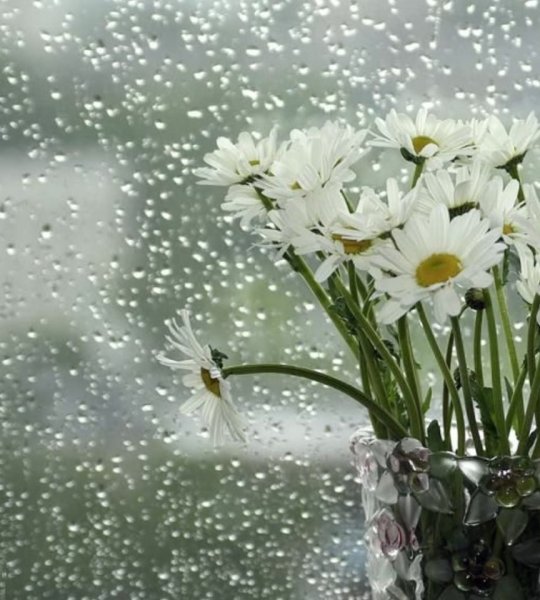 Дождливое летнее утро