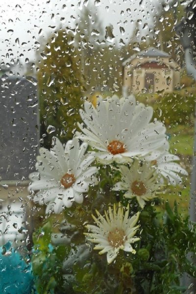 Летний дождь за окном