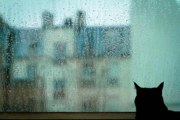 Кошка и дождь
