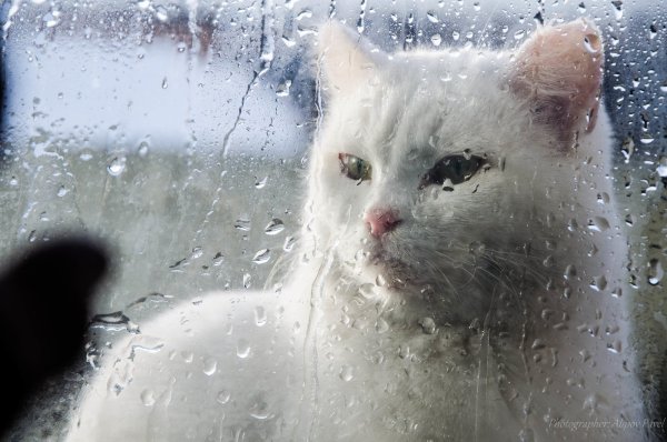 Кот под дождем