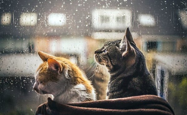 Грустный кот под дождем