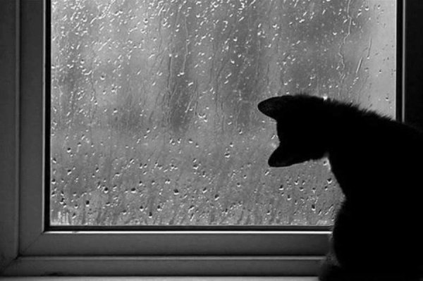 Кот окно дождь