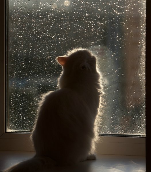 Котенок у окна