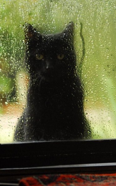 Кот окно дождь