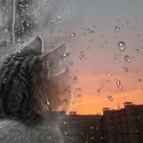 Котики дождь