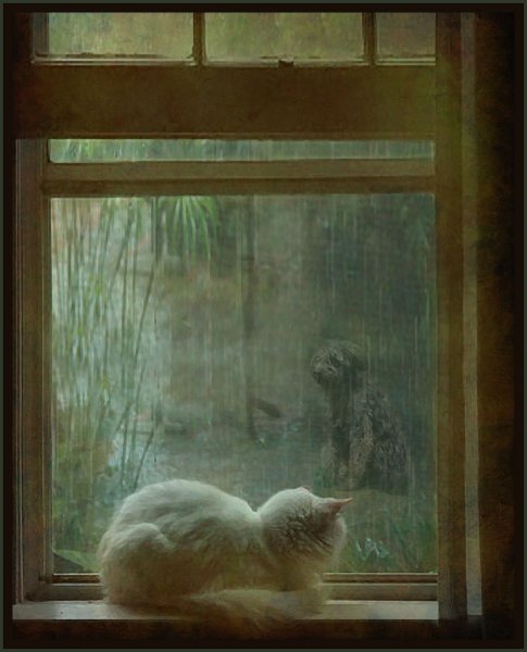 Кот и дождь за окном