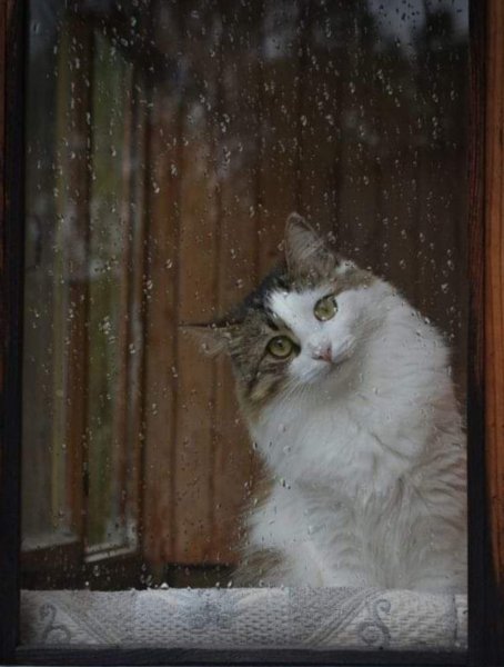 Котик заглядывает в окно