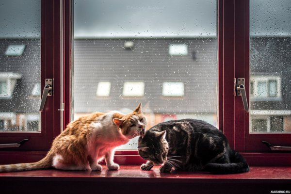 Кот на окне