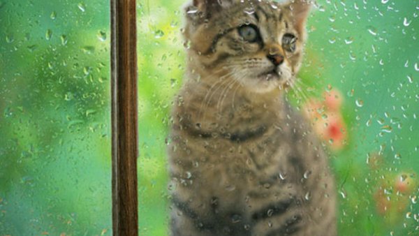 Кот за дождливым окном