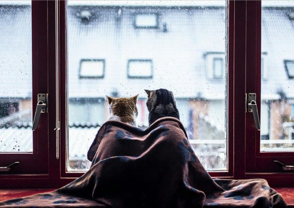 В пледе у окна