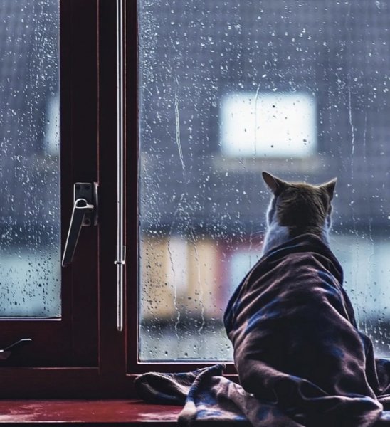 Дождь грусть