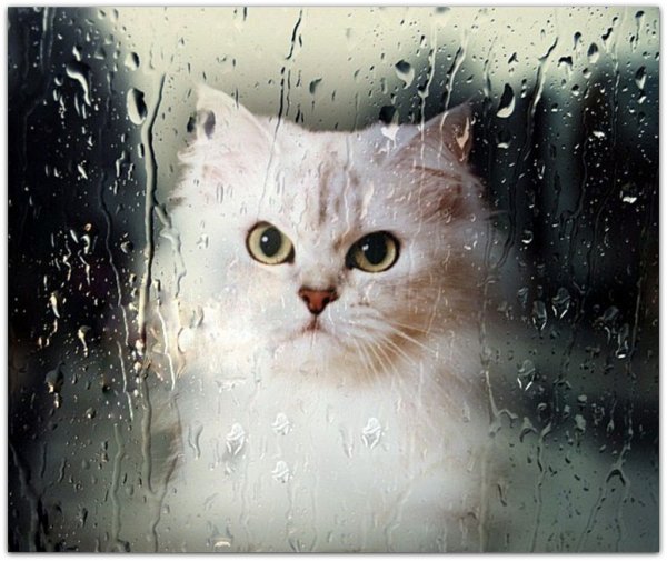 Котенок дождь
