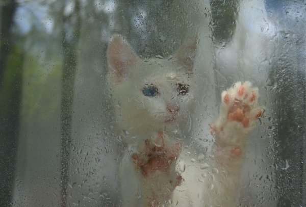 Котик под дождем