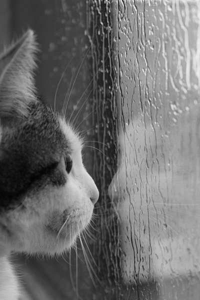 Грустный кот у окна