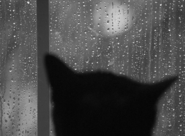Кот и дождь за окном