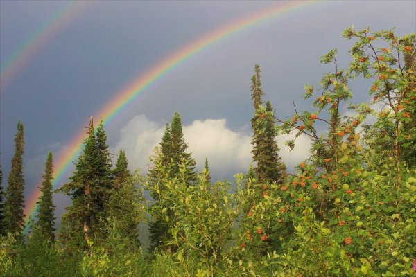 Радуга в лесу