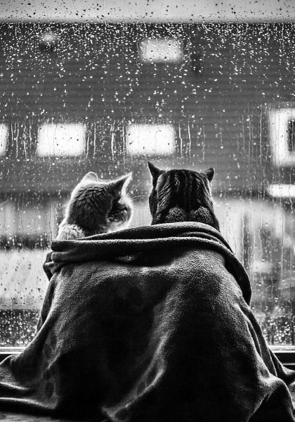 Кот и дождь