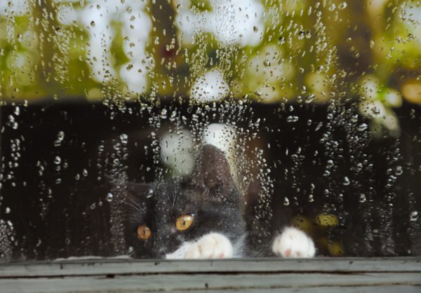 Кот под дождем за окном