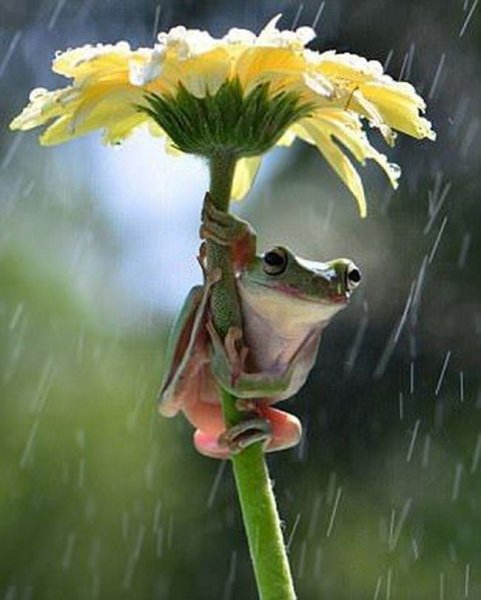 Доброе утро послеидождя