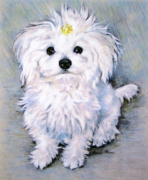 Тату Мальтийская болонка мальтезе