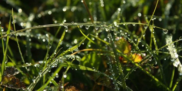 Сильная роса на траве