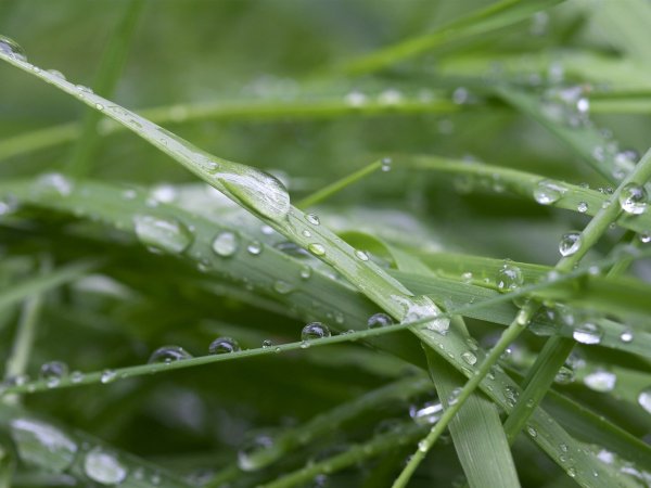 Трава после дождя