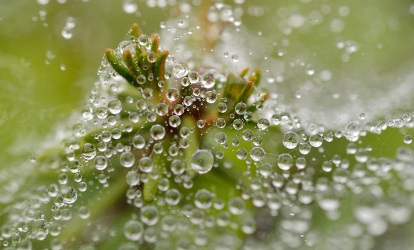 Утренняя роса на цветах