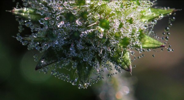 Макросъемка капли воды