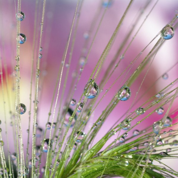 Макросъемка природа