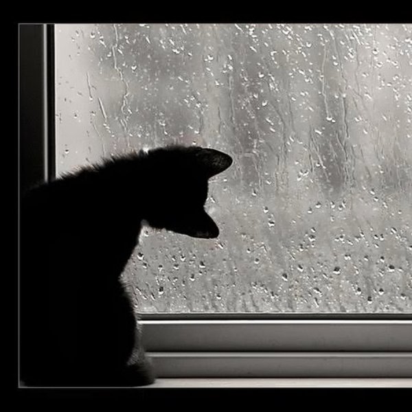 Котенок в окне дождь