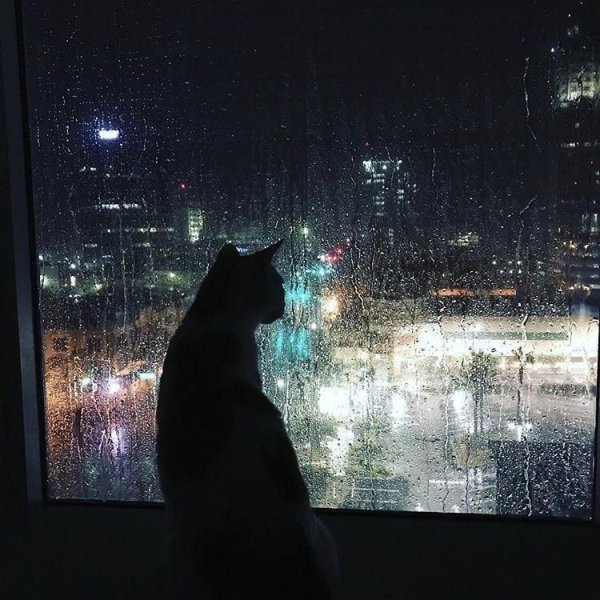 Кот на окне ночью