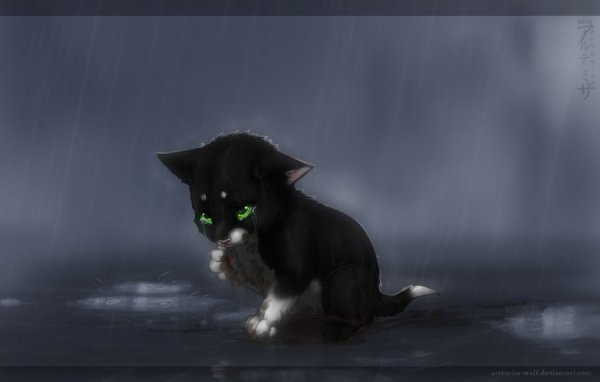 Коты Воители Плачущий котёнок