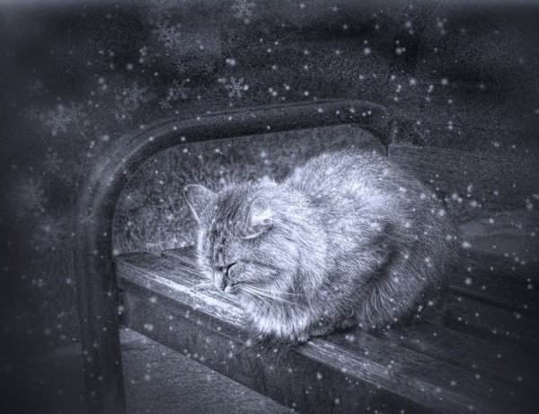 Одинокий кот