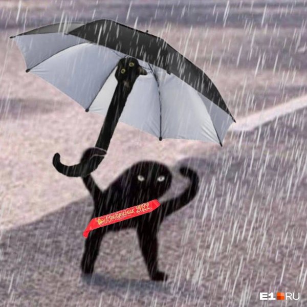 Кот с зонтиком