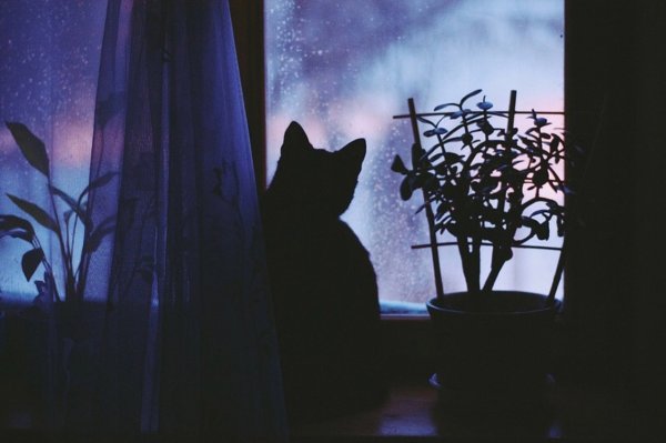 Черный кот на подоконнике