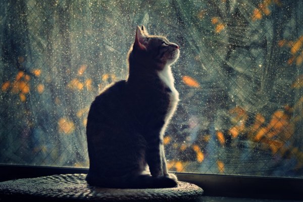 Одинокий кот