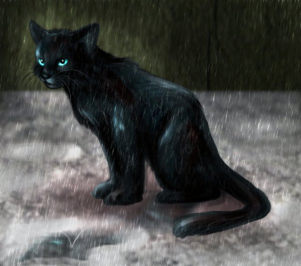 Коты Воители чёрная кошка