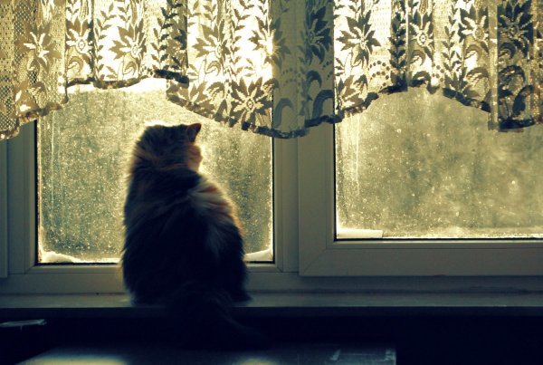 Кот сидит на окне