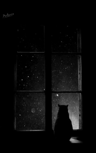 Одинокий кот