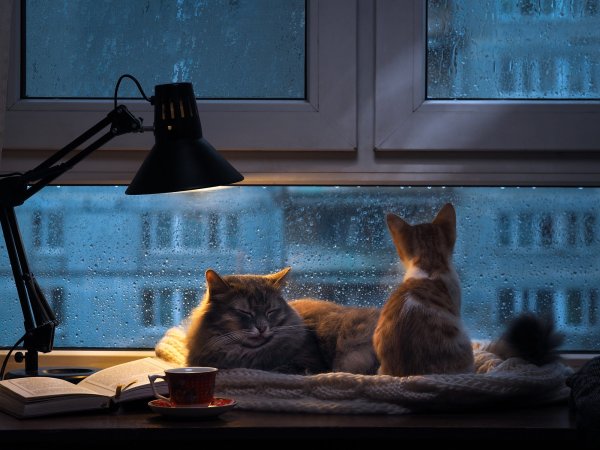 Кот на окне